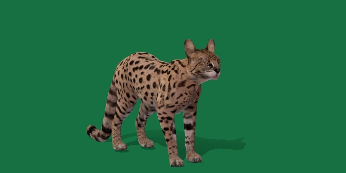 Savannah Cat Low-poly 3D model_13
