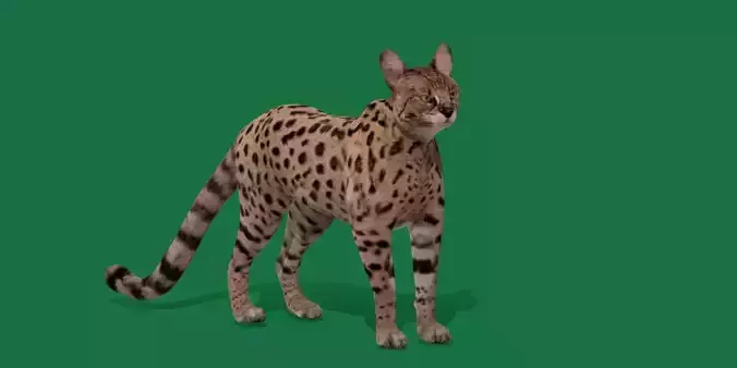 Savannah Cat Low-poly 3D model