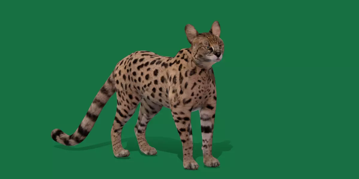 Savannah Cat Low-poly 3D model_0