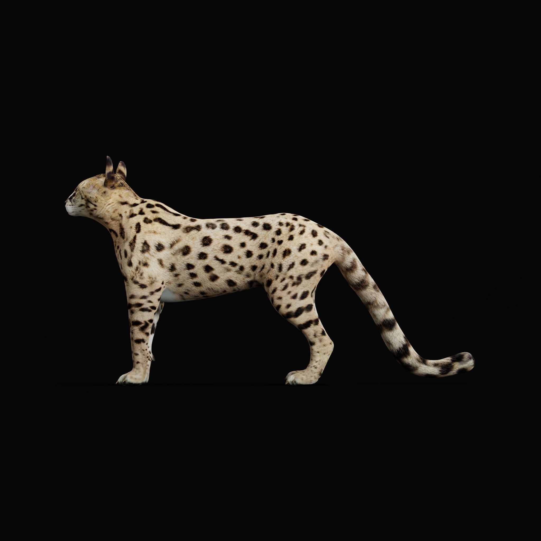 Savannah Cat Low-poly 3D model_27