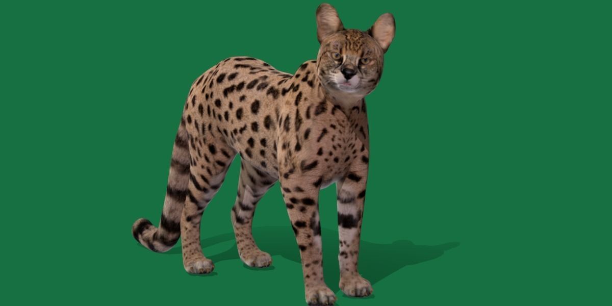 Savannah Cat Low-poly 3D model_17