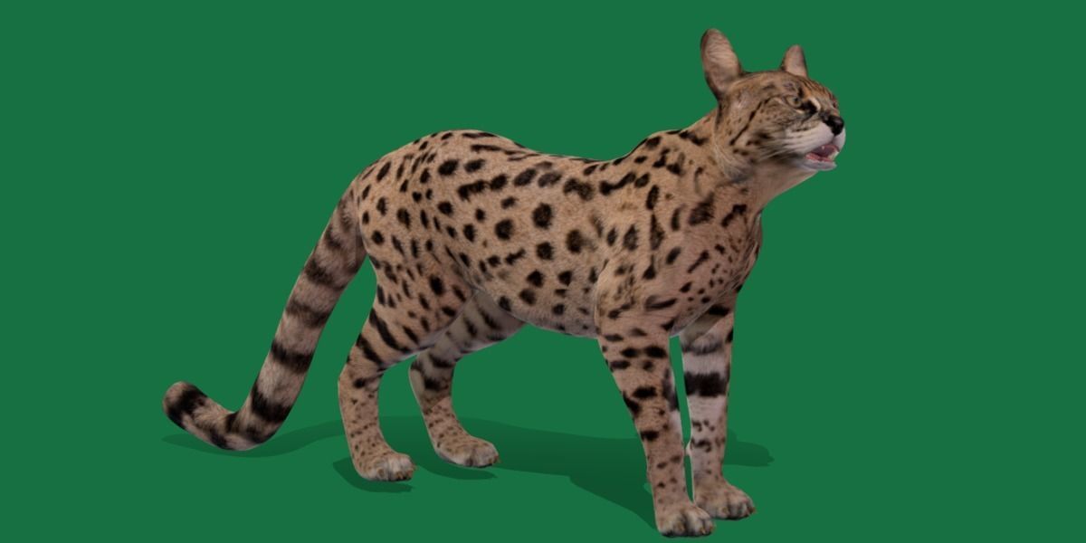 Savannah Cat Low-poly 3D model_8