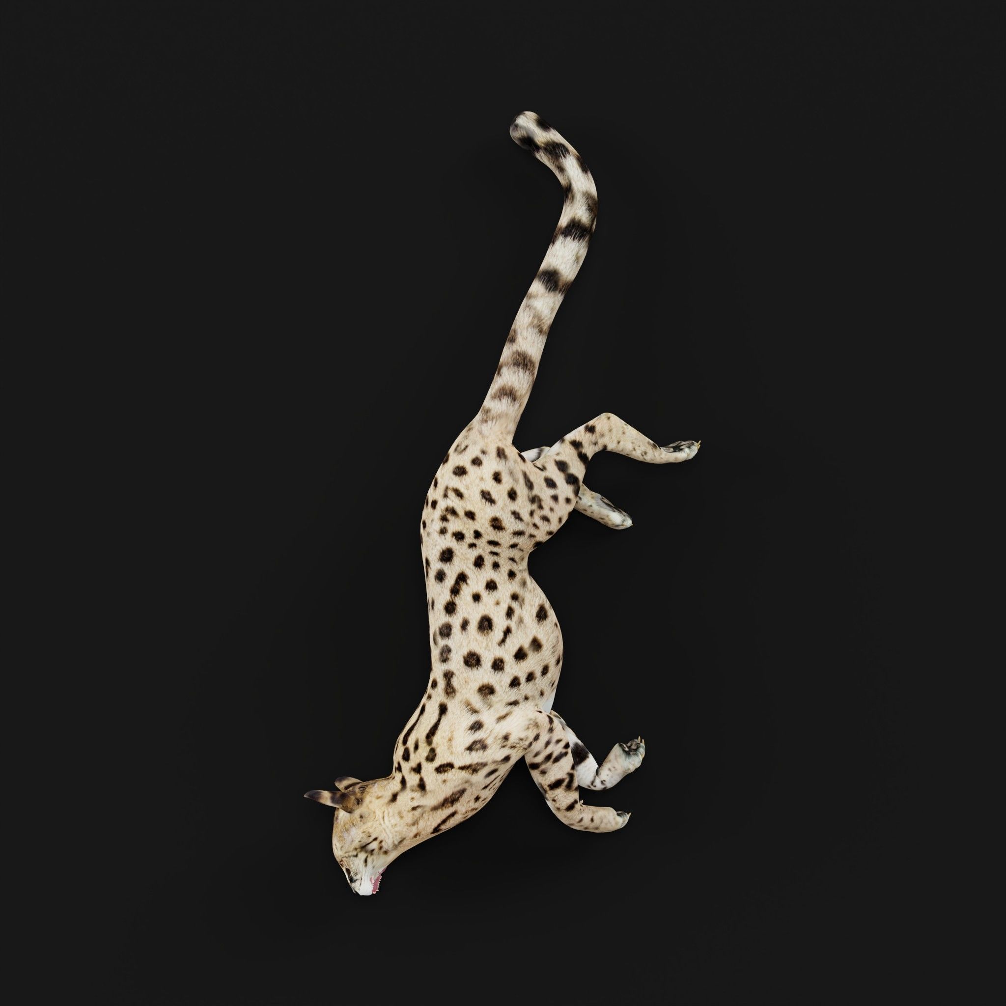 Savannah Cat Low-poly 3D model_34
