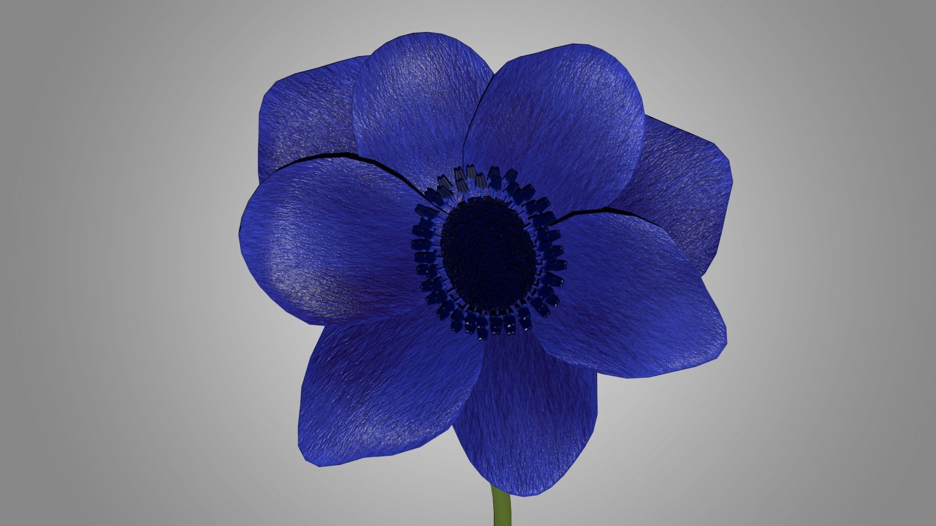 Anemone flower 3D model_4