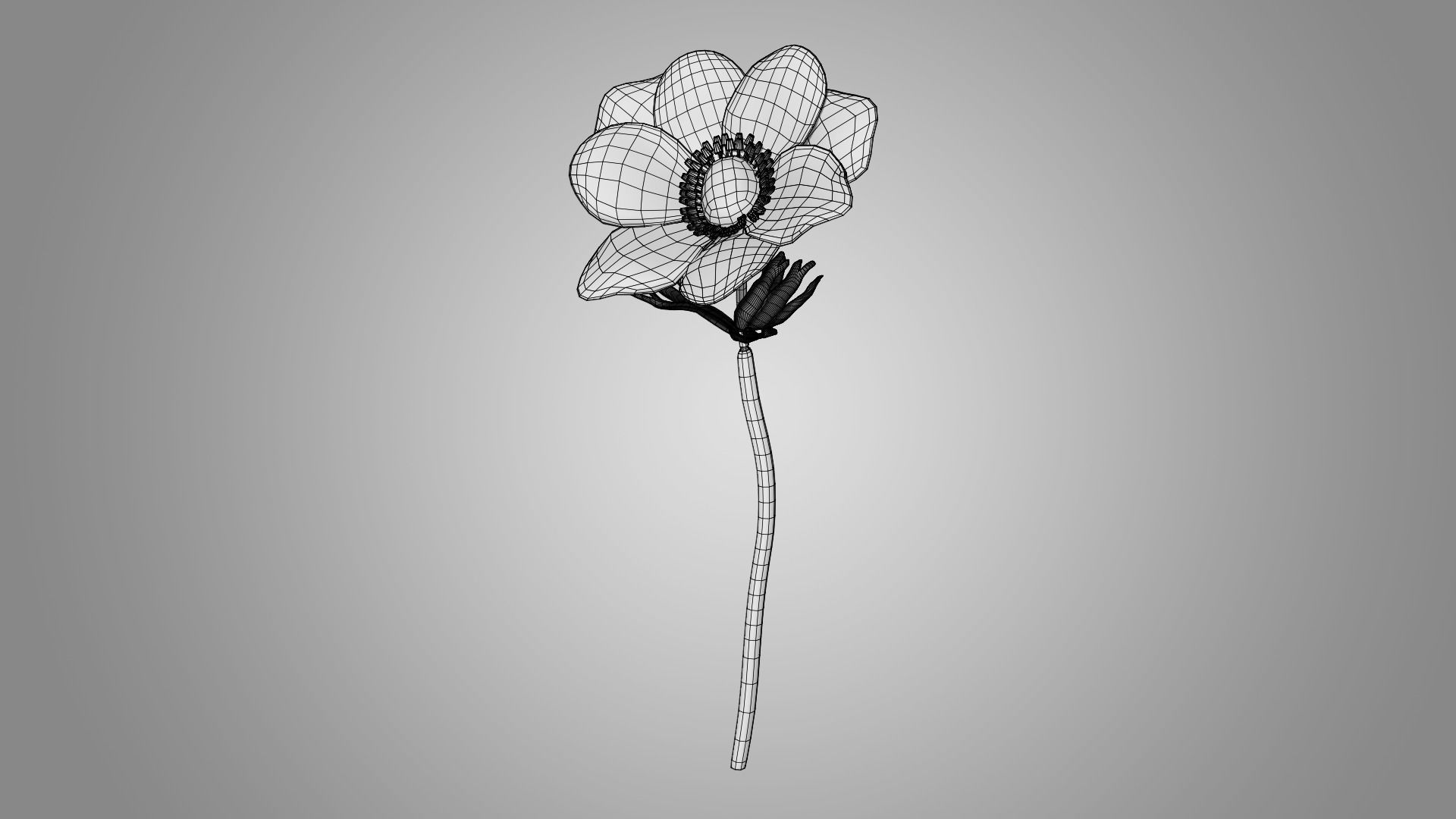 Anemone flower 3D model_5