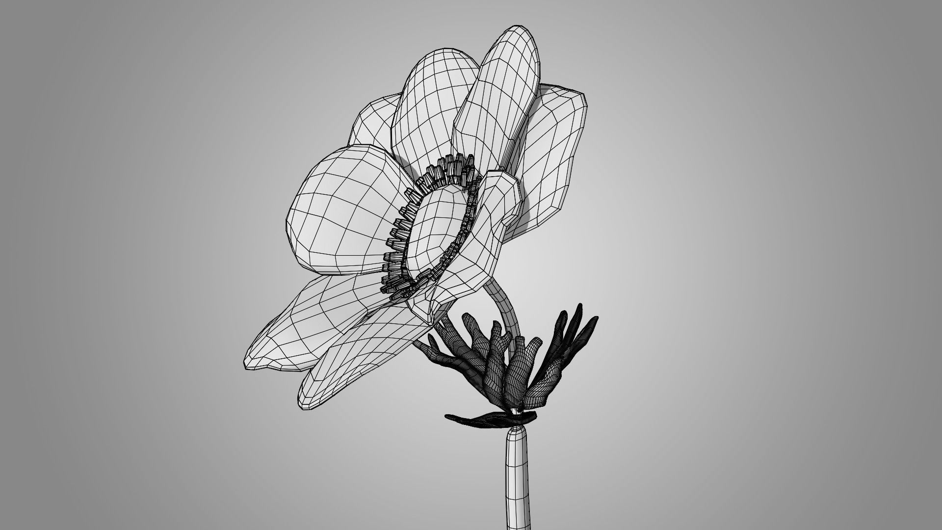 Anemone flower 3D model_7