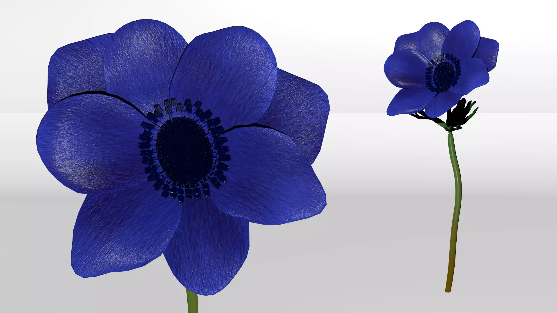 Anemone flower 3D model_0