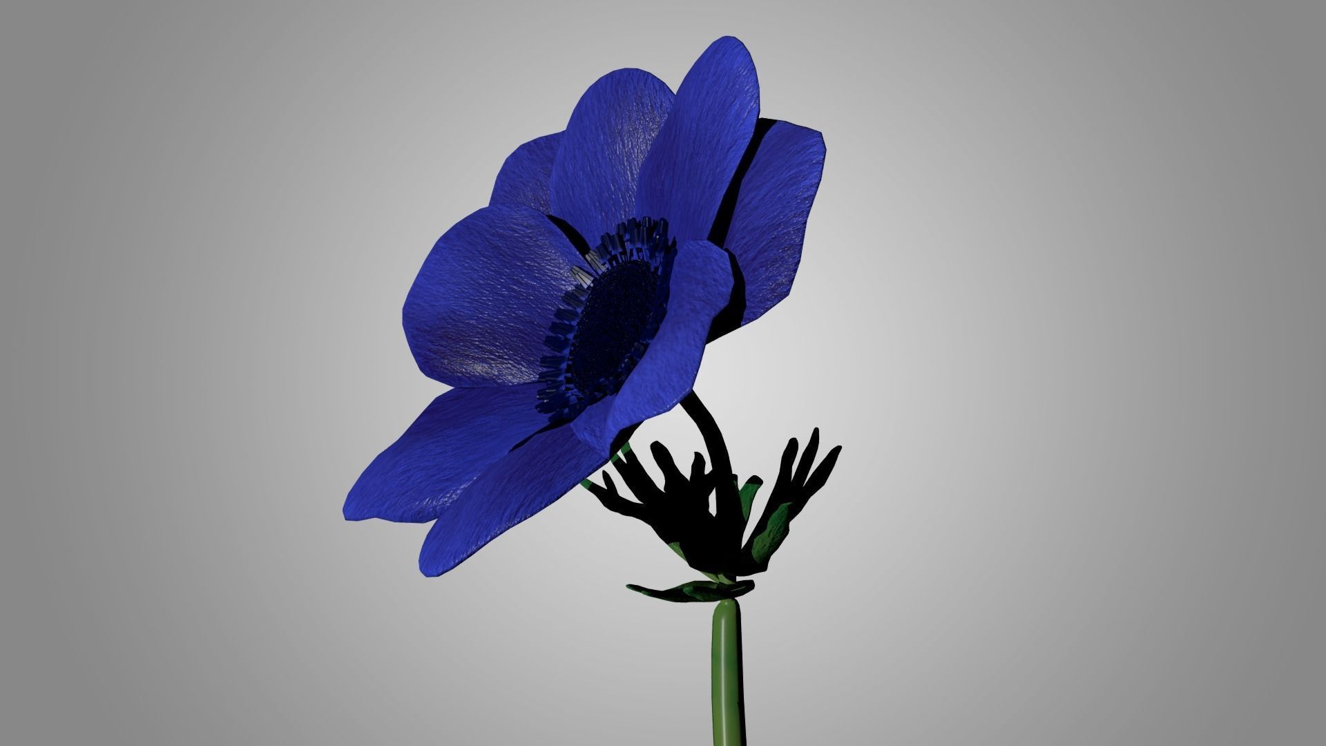 Anemone flower 3D model_3