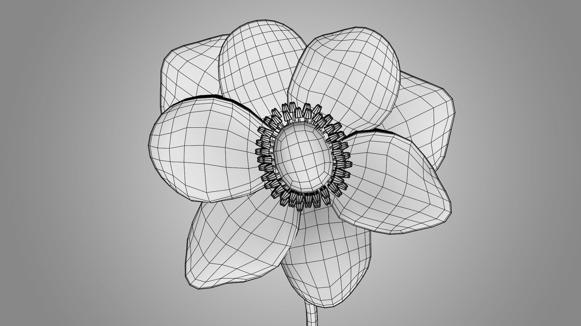 Anemone flower 3D model_8
