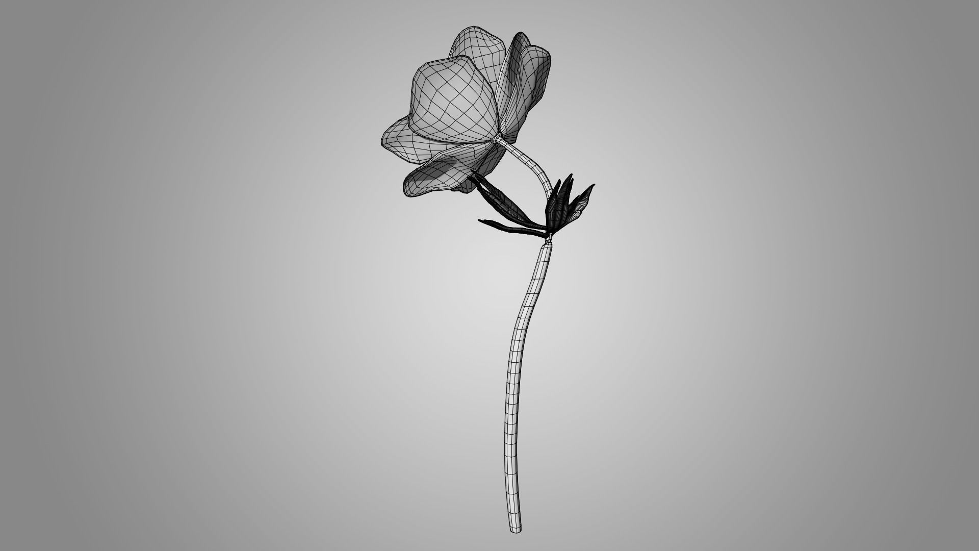 Anemone flower 3D model_6
