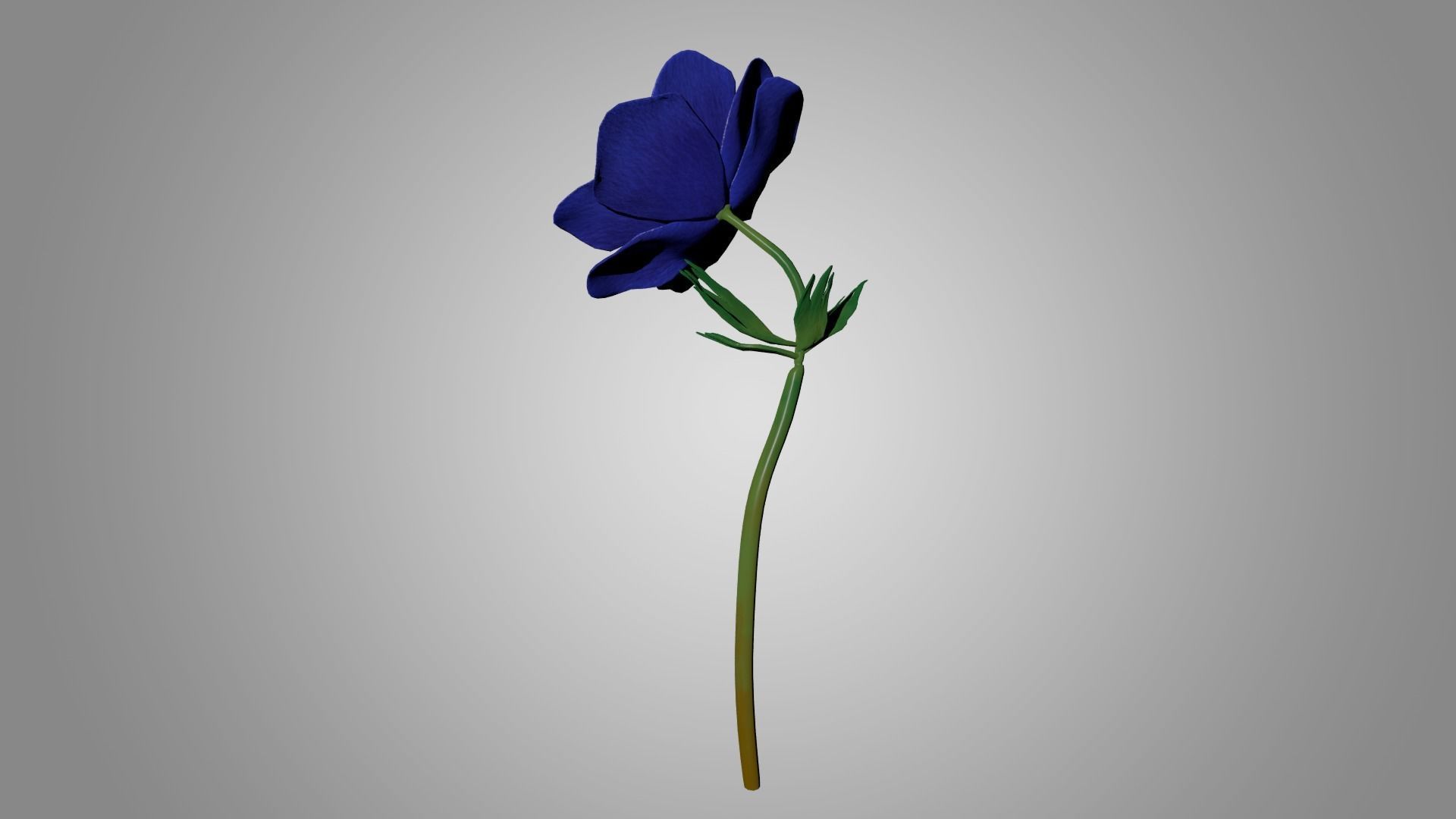Anemone flower 3D model_2