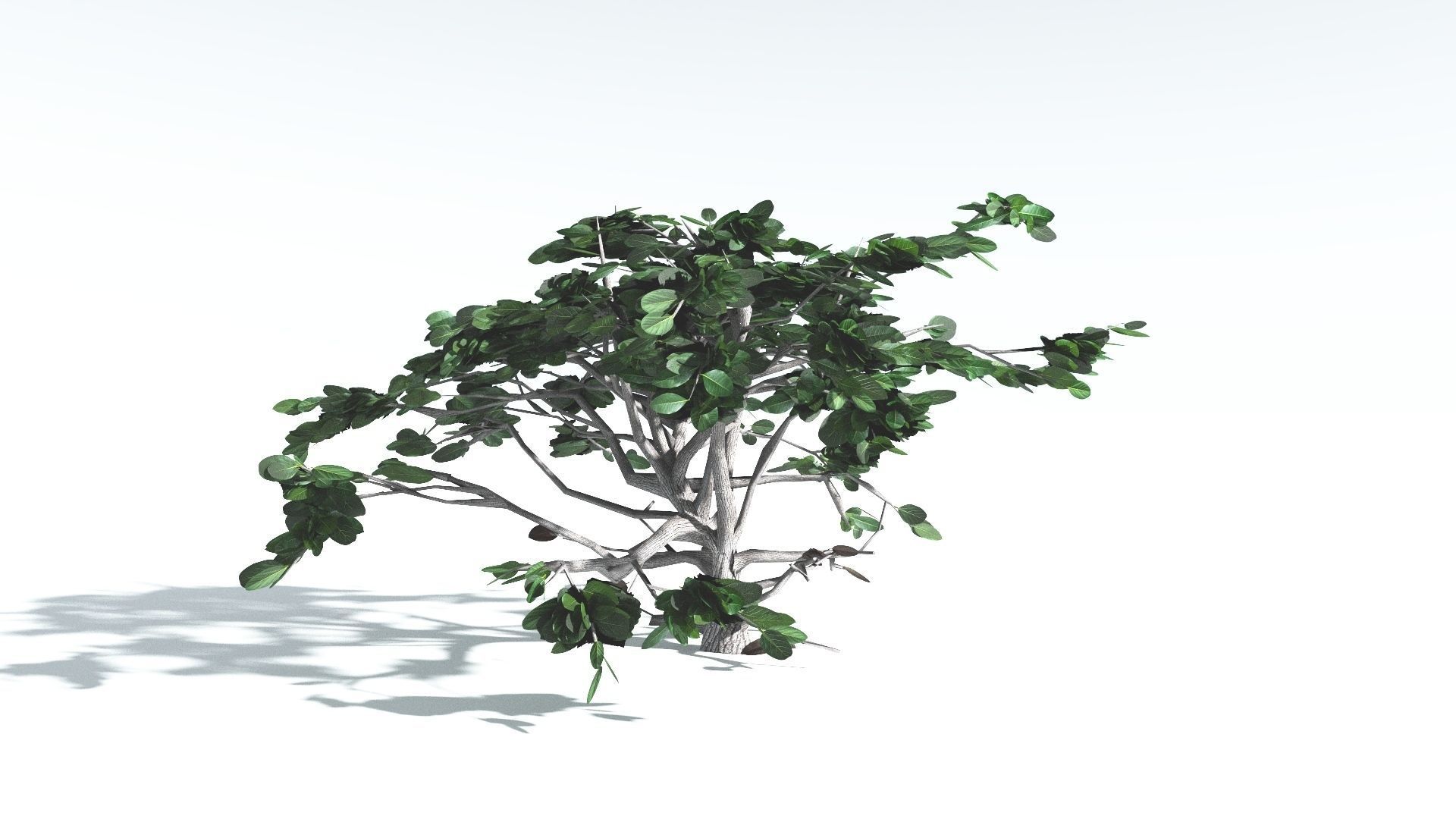 EVERYPlant Tree Heliotrope LowPoly 2 --14 Models-- Low-poly 3D model_11