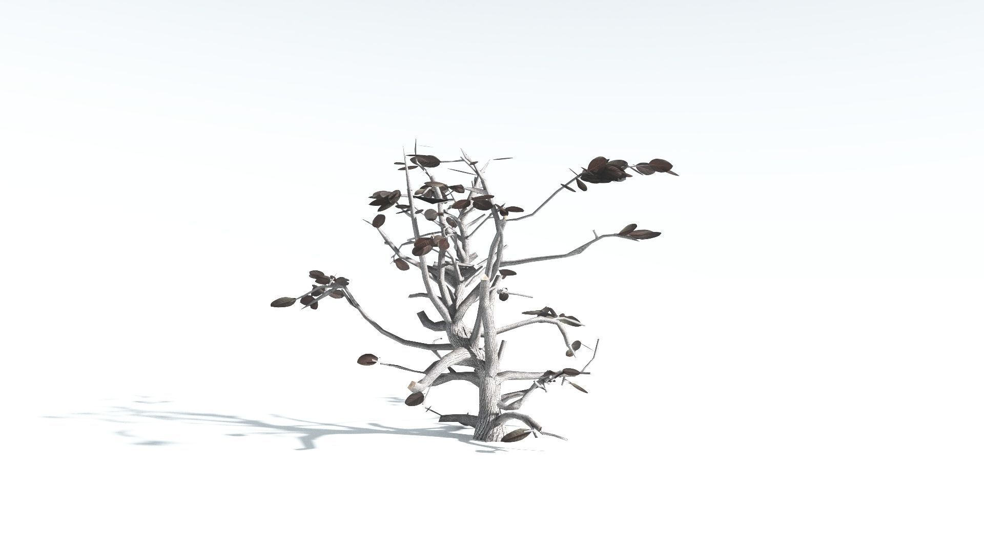 EVERYPlant Tree Heliotrope LowPoly 2 --14 Models-- Low-poly 3D model_17