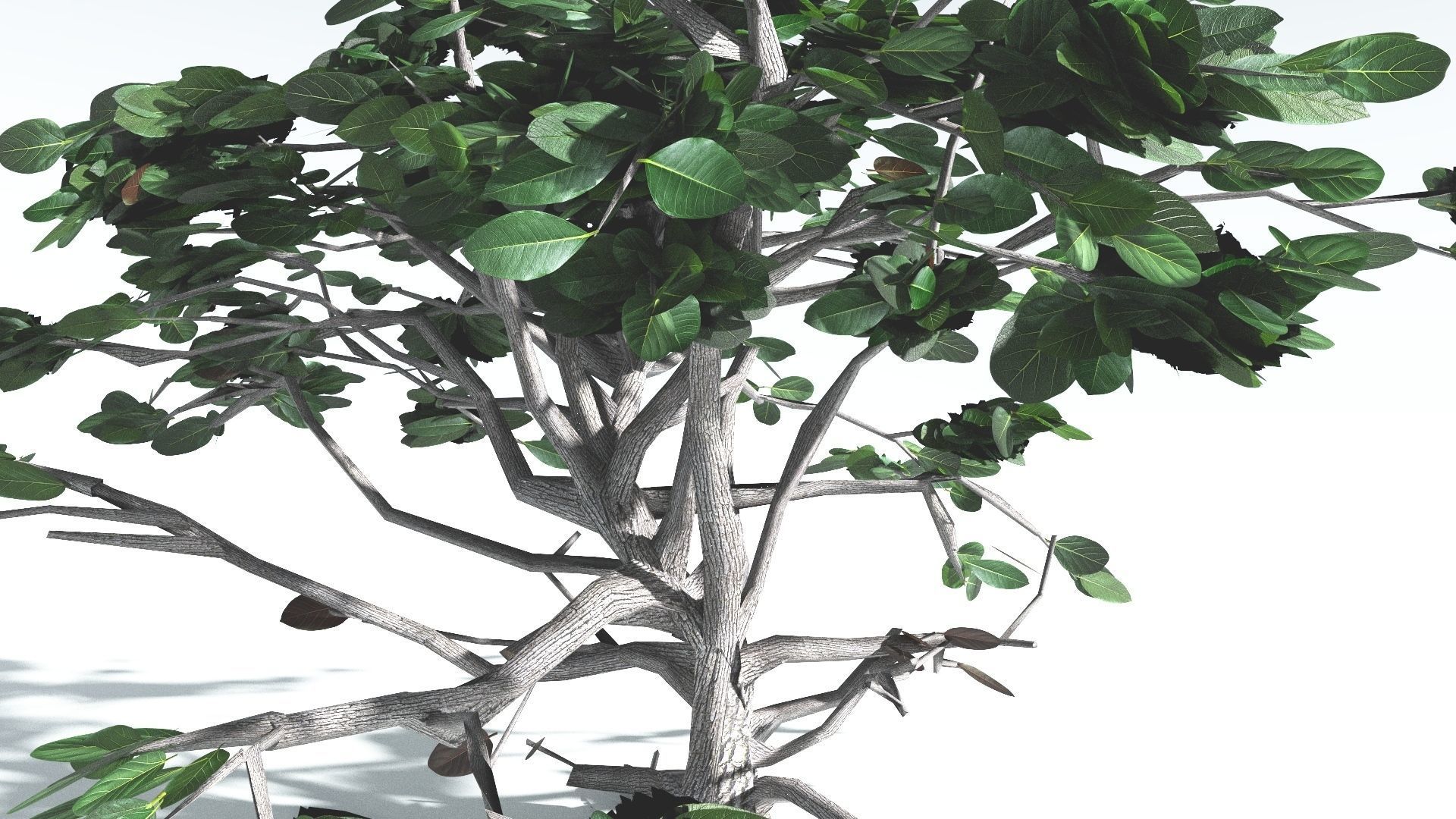 EVERYPlant Tree Heliotrope LowPoly 2 --14 Models-- Low-poly 3D model_6