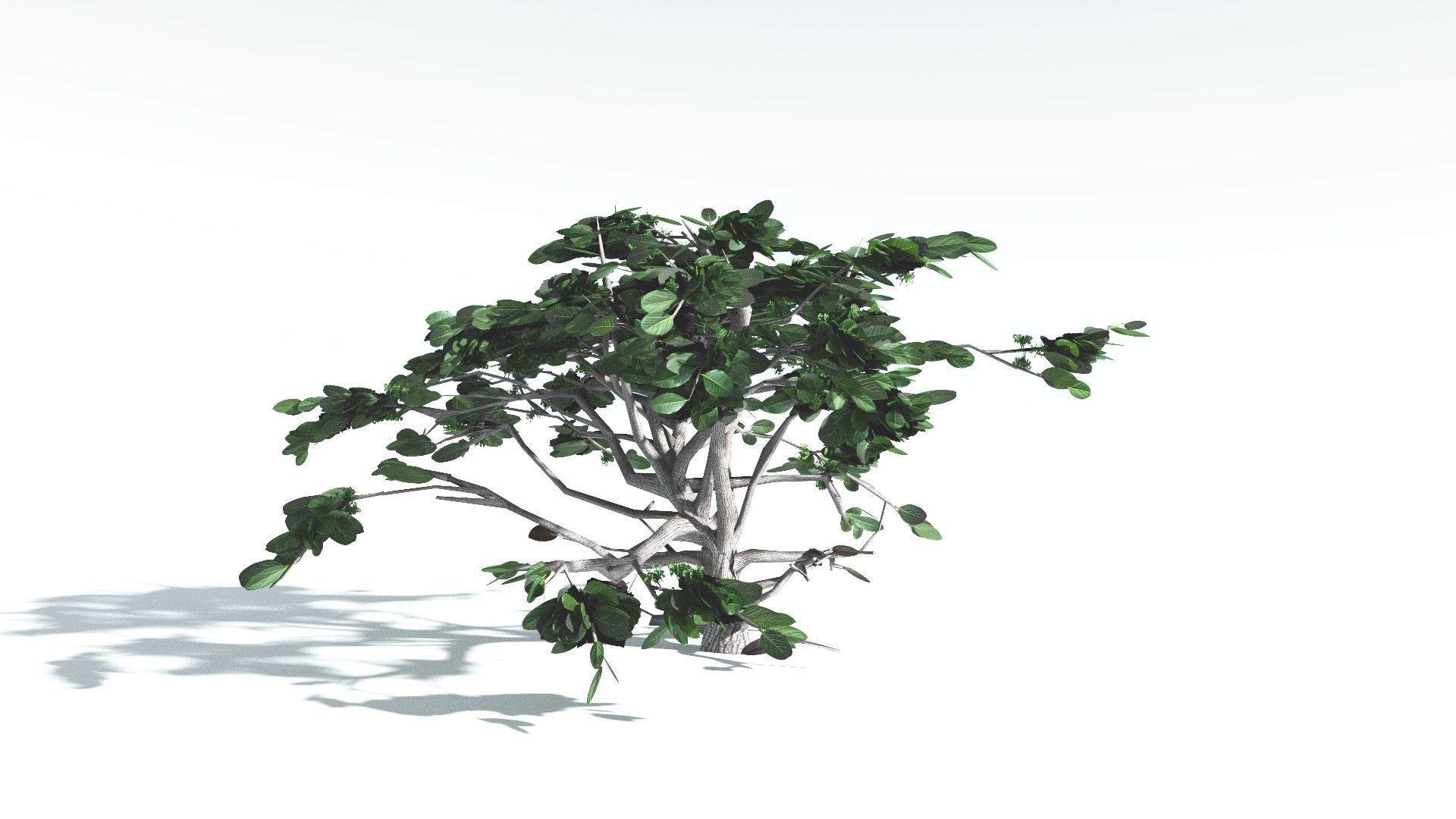 EVERYPlant Tree Heliotrope LowPoly 2 --14 Models-- Low-poly 3D model_9
