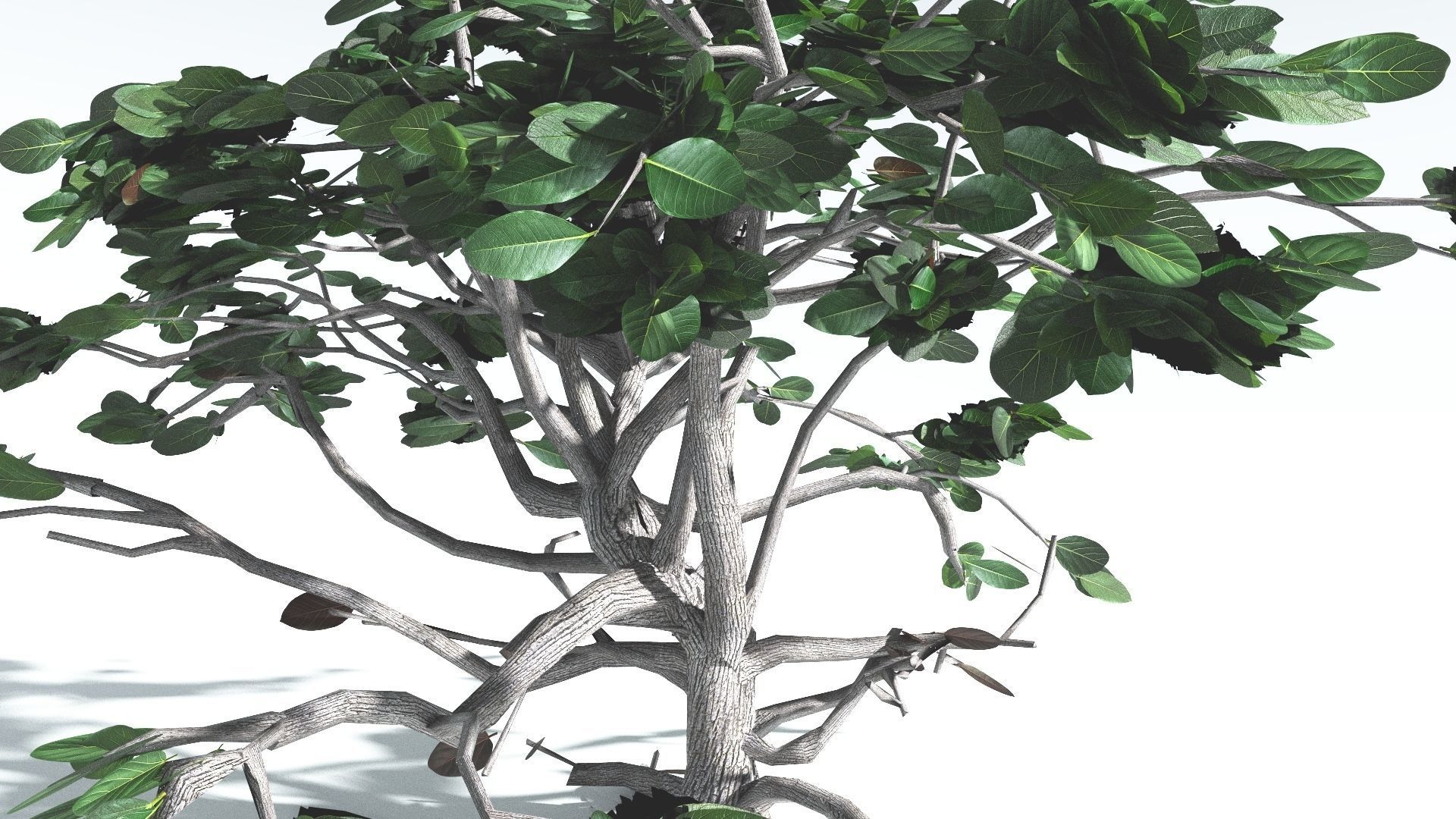 EVERYPlant Tree Heliotrope LowPoly 2 --14 Models-- Low-poly 3D model_32