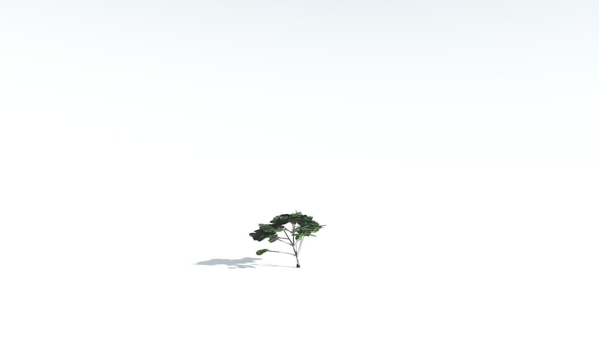 EVERYPlant Tree Heliotrope LowPoly 2 --14 Models-- Low-poly 3D model_25