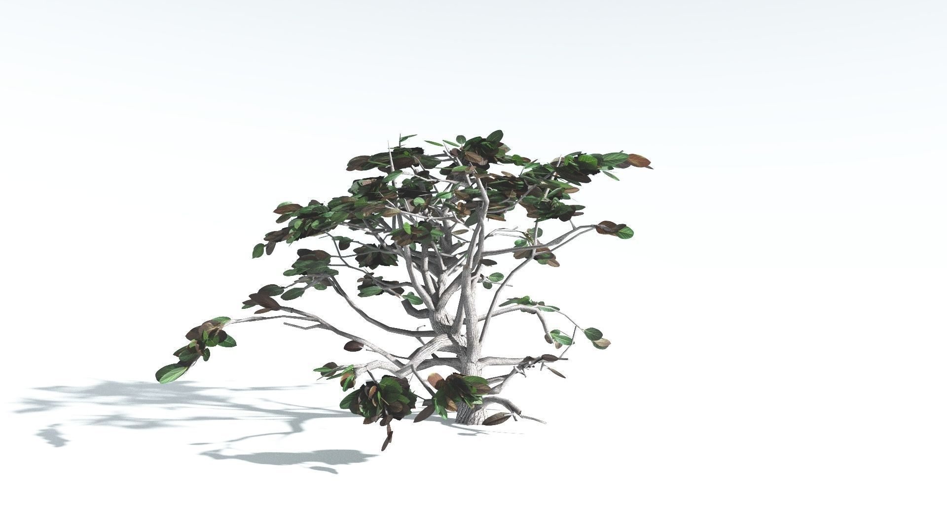 EVERYPlant Tree Heliotrope LowPoly 2 --14 Models-- Low-poly 3D model_13