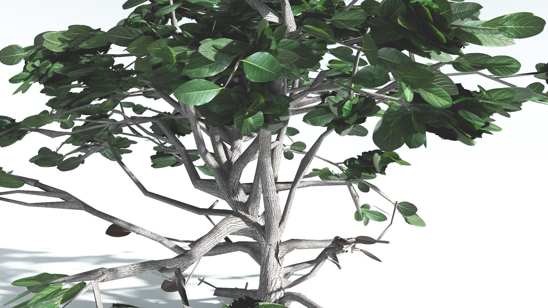 EVERYPlant Tree Heliotrope LowPoly 2 --14 Models-- Low-poly 3D model_12