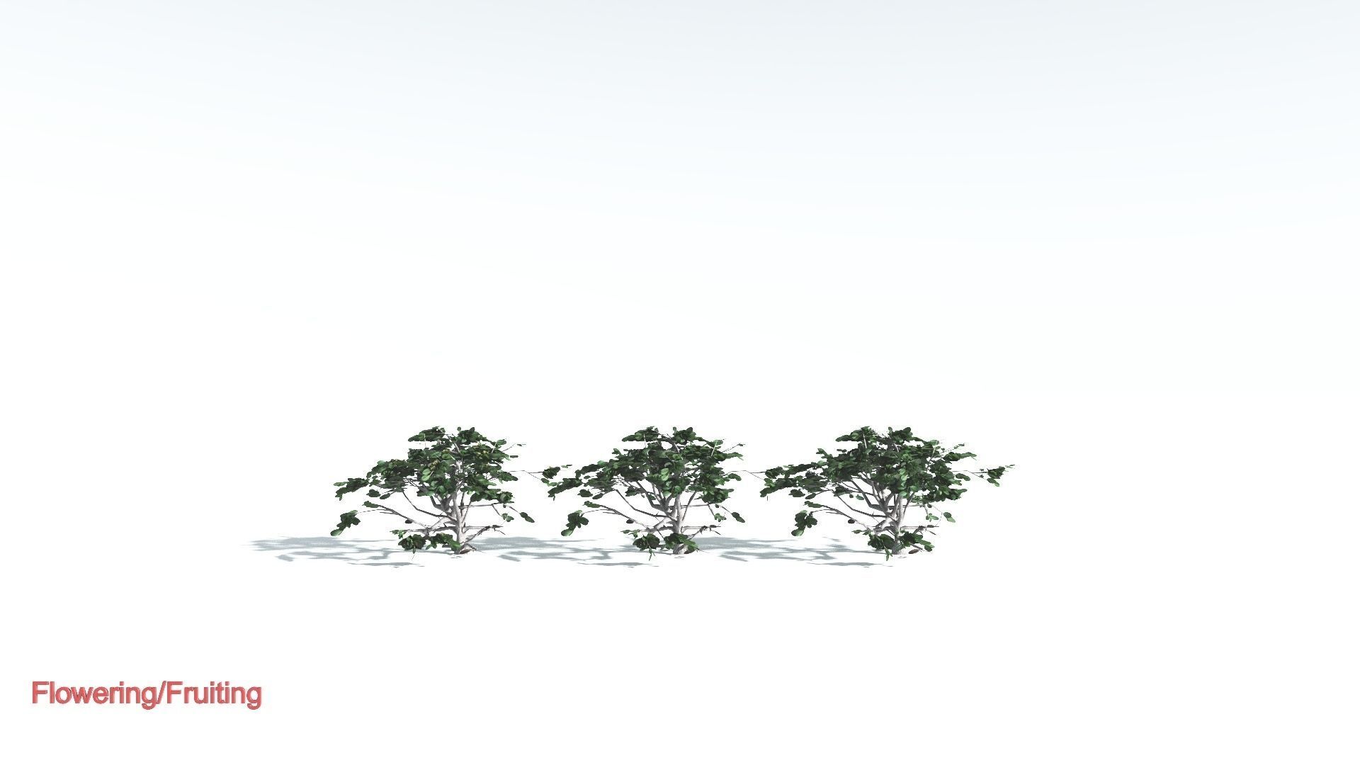 EVERYPlant Tree Heliotrope LowPoly 2 --14 Models-- Low-poly 3D model_1