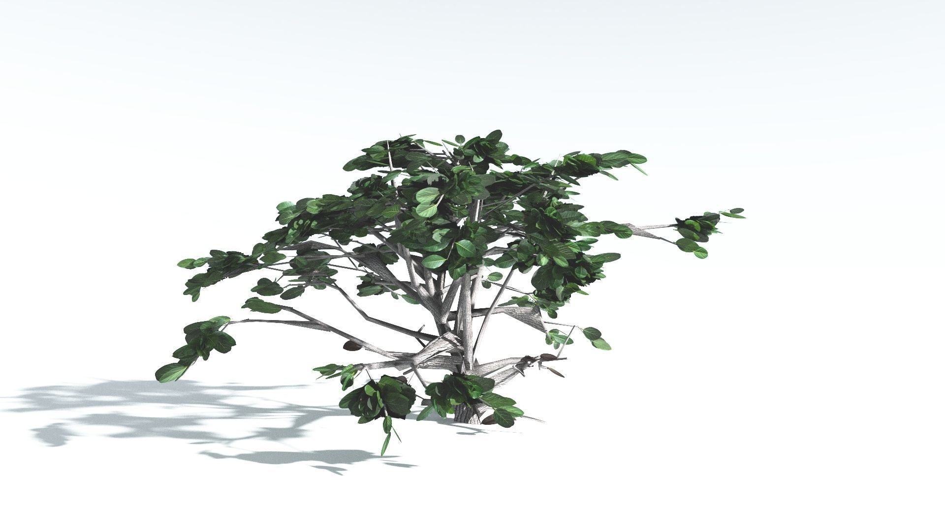 EVERYPlant Tree Heliotrope LowPoly 2 --14 Models-- Low-poly 3D model_29
