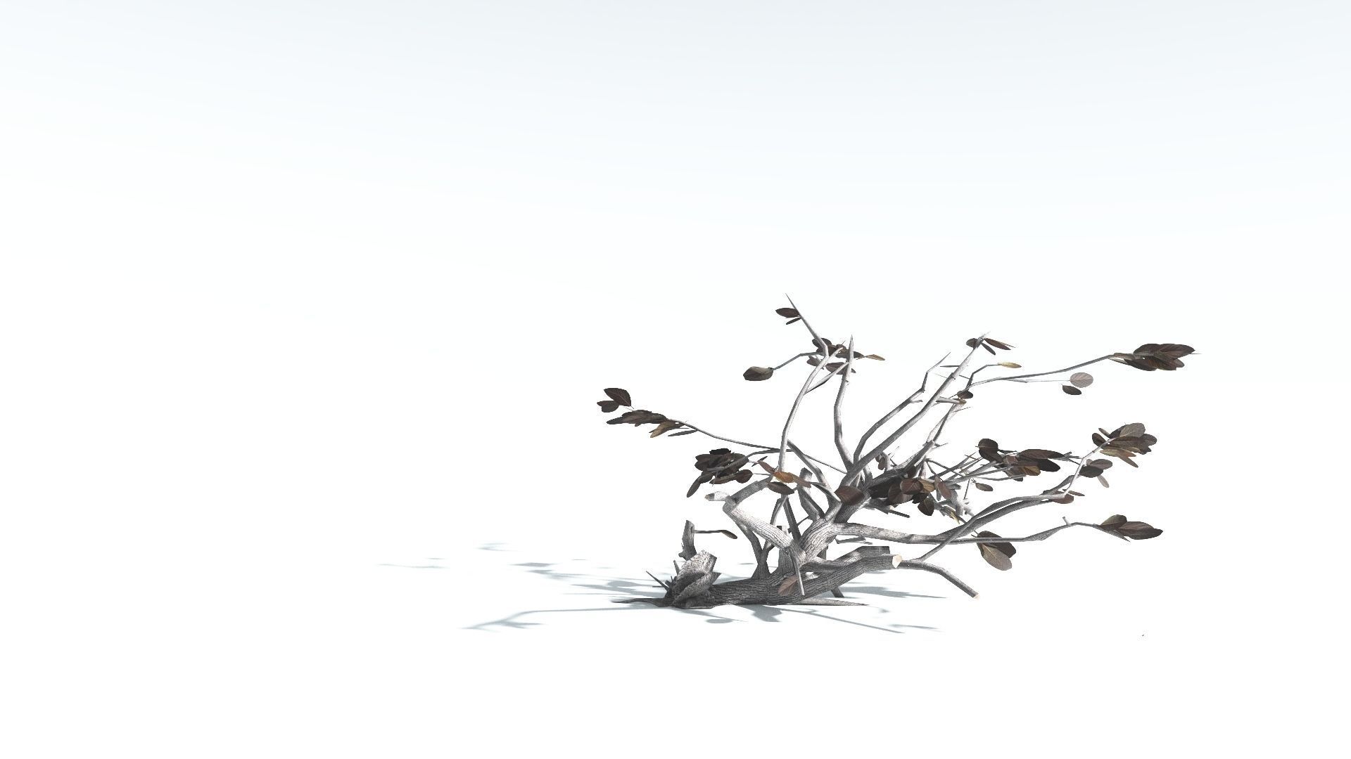 EVERYPlant Tree Heliotrope LowPoly 2 --14 Models-- Low-poly 3D model_19