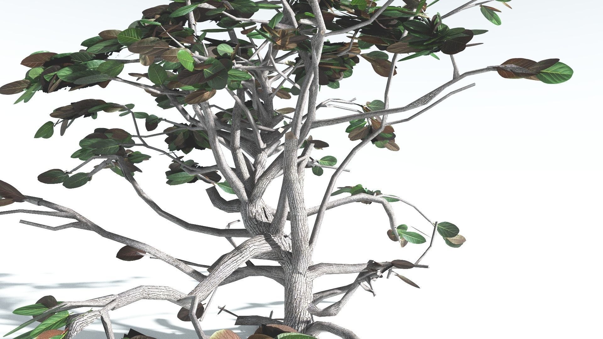 EVERYPlant Tree Heliotrope LowPoly 2 --14 Models-- Low-poly 3D model_14