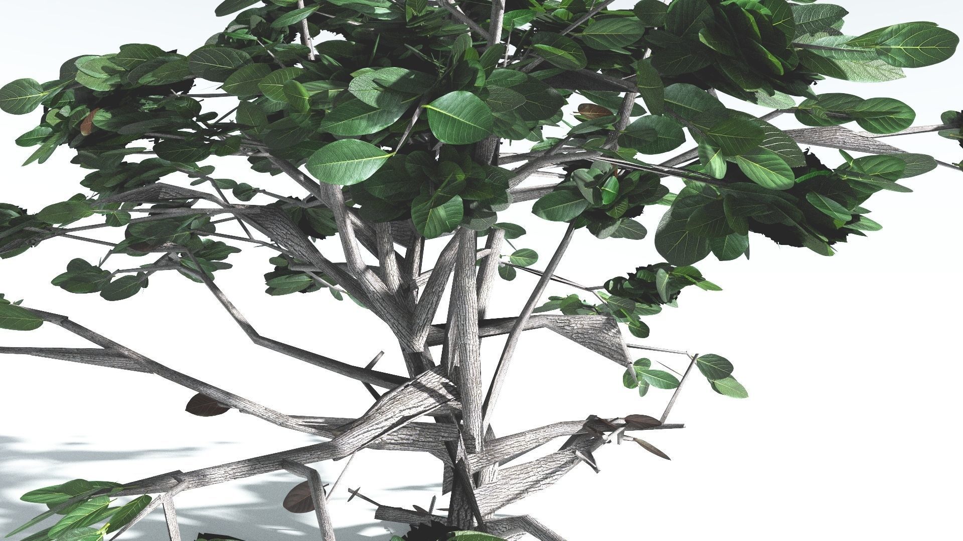 EVERYPlant Tree Heliotrope LowPoly 2 --14 Models-- Low-poly 3D model_30