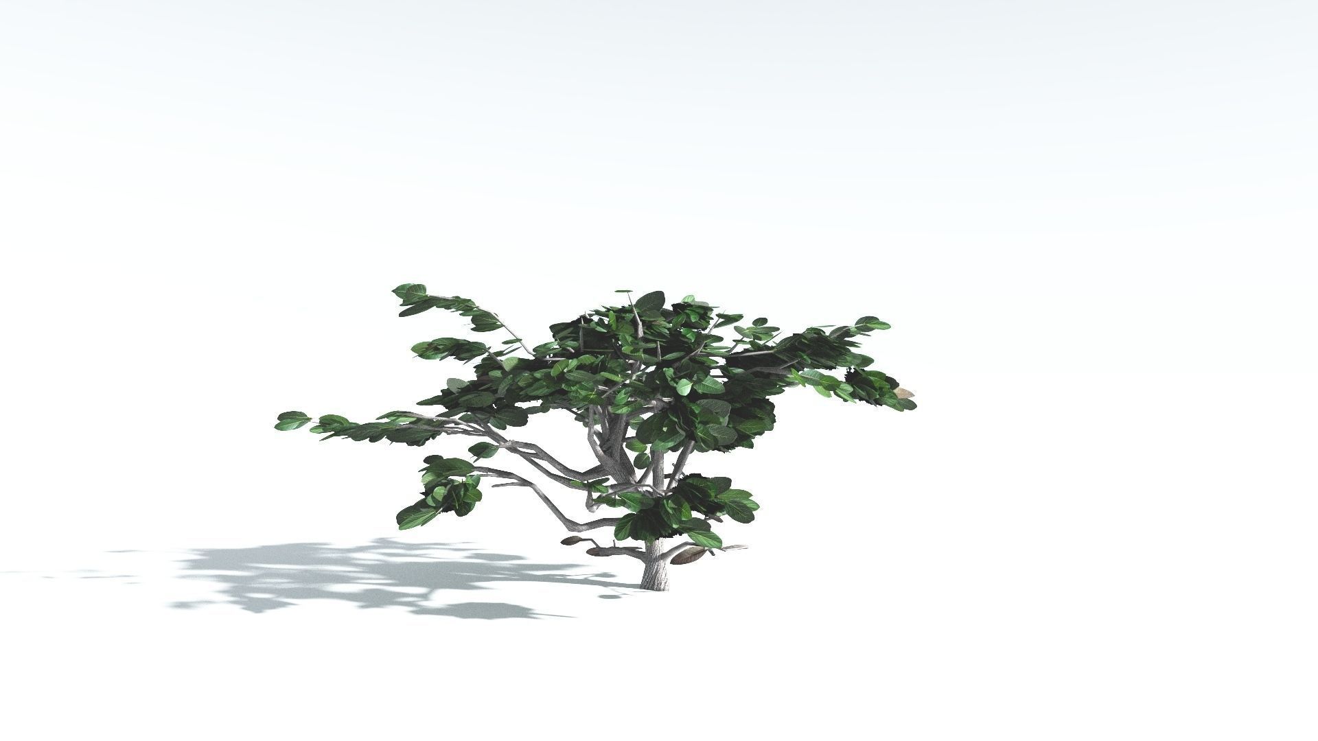 EVERYPlant Tree Heliotrope LowPoly 2 --14 Models-- Low-poly 3D model_23