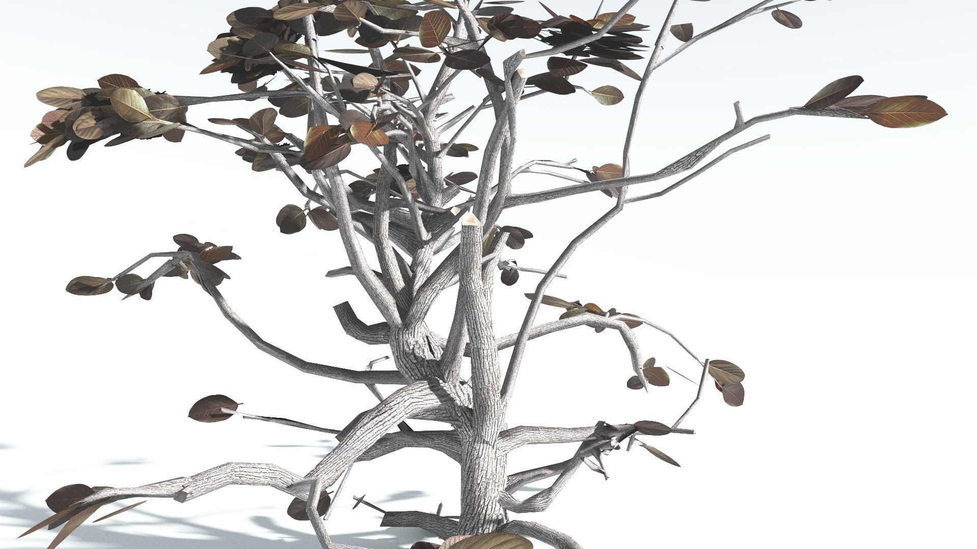 EVERYPlant Tree Heliotrope LowPoly 2 --14 Models-- Low-poly 3D model_16