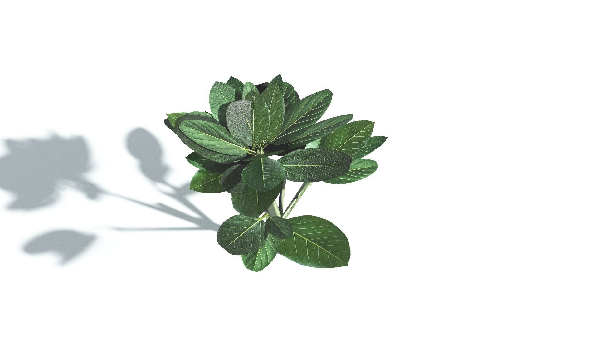 EVERYPlant Tree Heliotrope LowPoly 2 --14 Models-- Low-poly 3D model_28