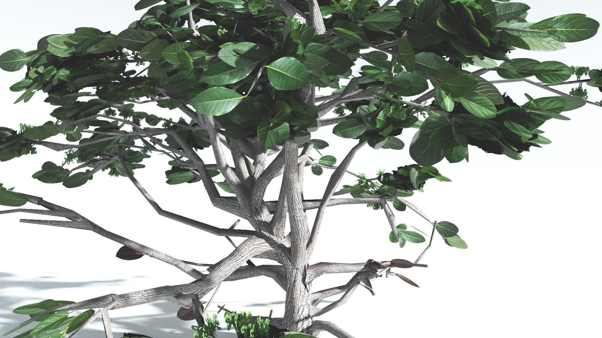EVERYPlant Tree Heliotrope LowPoly 2 --14 Models-- Low-poly 3D model_10
