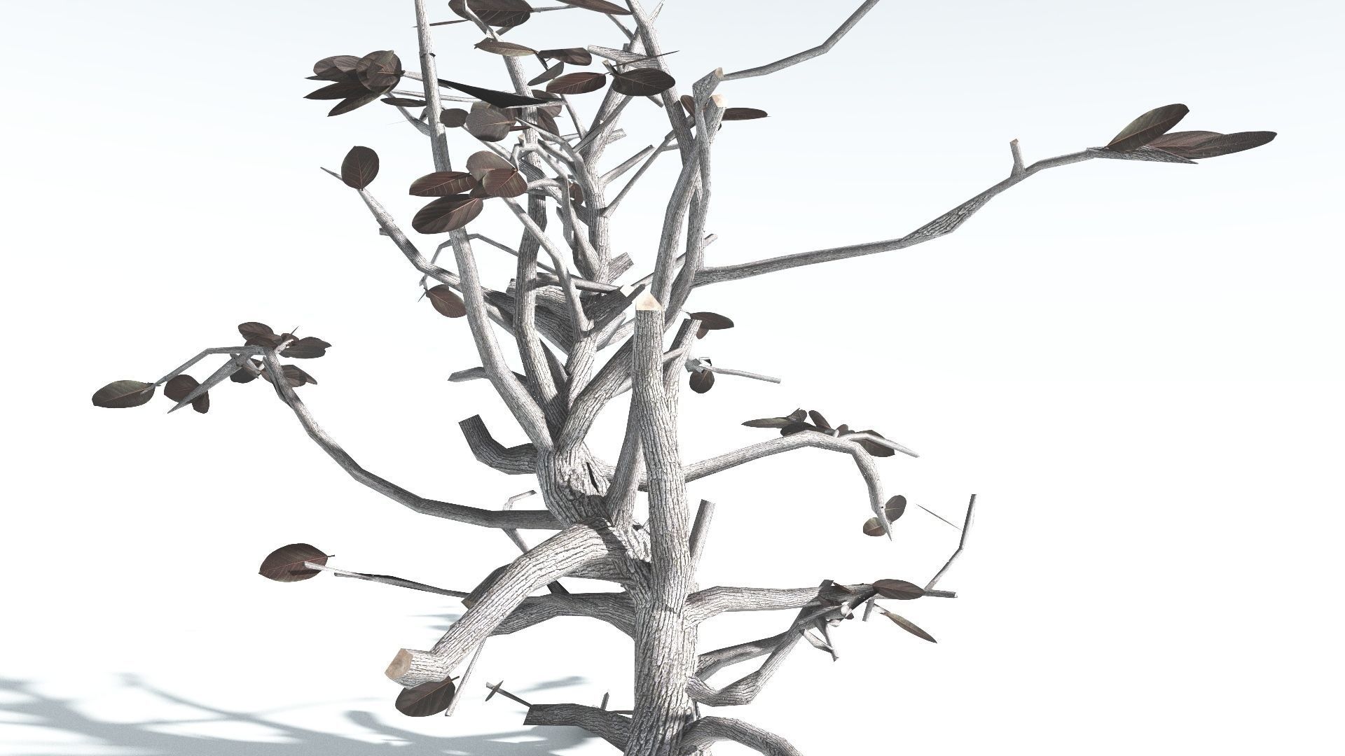 EVERYPlant Tree Heliotrope LowPoly 2 --14 Models-- Low-poly 3D model_18