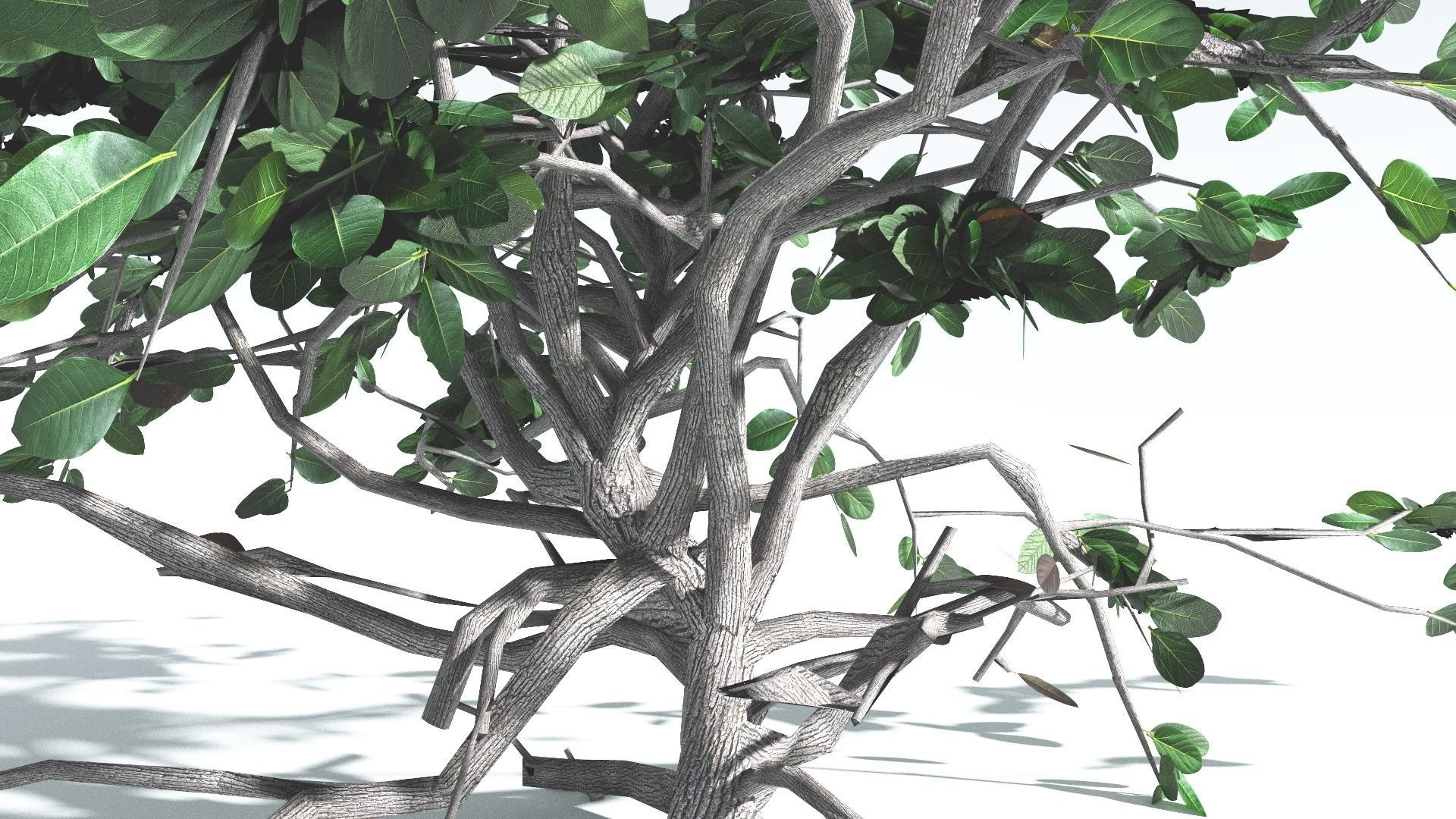 EVERYPlant Tree Heliotrope LowPoly 2 --14 Models-- Low-poly 3D model_22