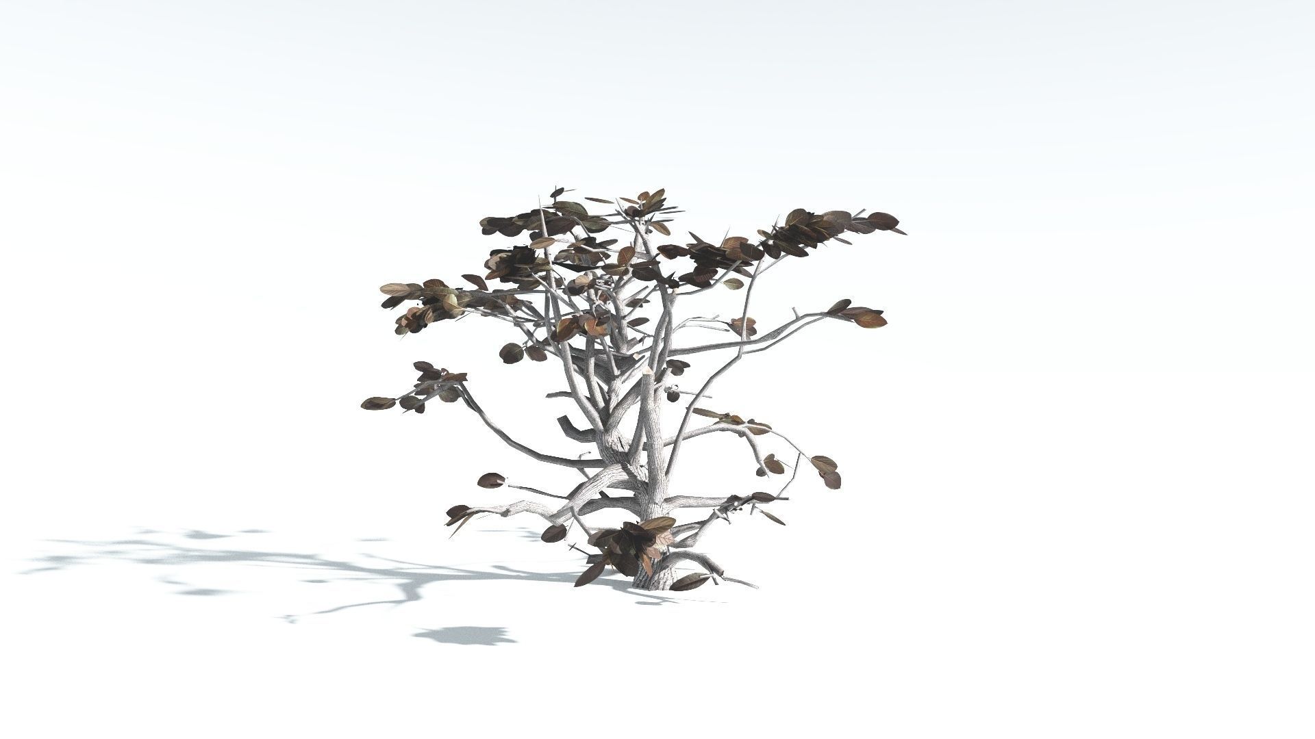 EVERYPlant Tree Heliotrope LowPoly 2 --14 Models-- Low-poly 3D model_15
