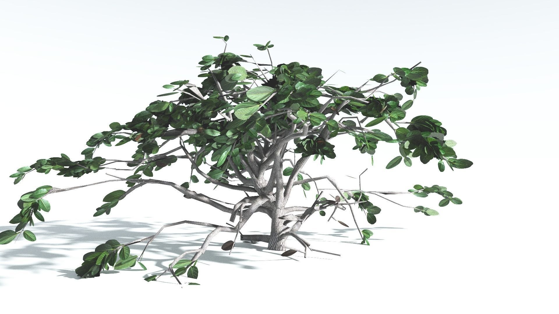 EVERYPlant Tree Heliotrope LowPoly 2 --14 Models-- Low-poly 3D model_21