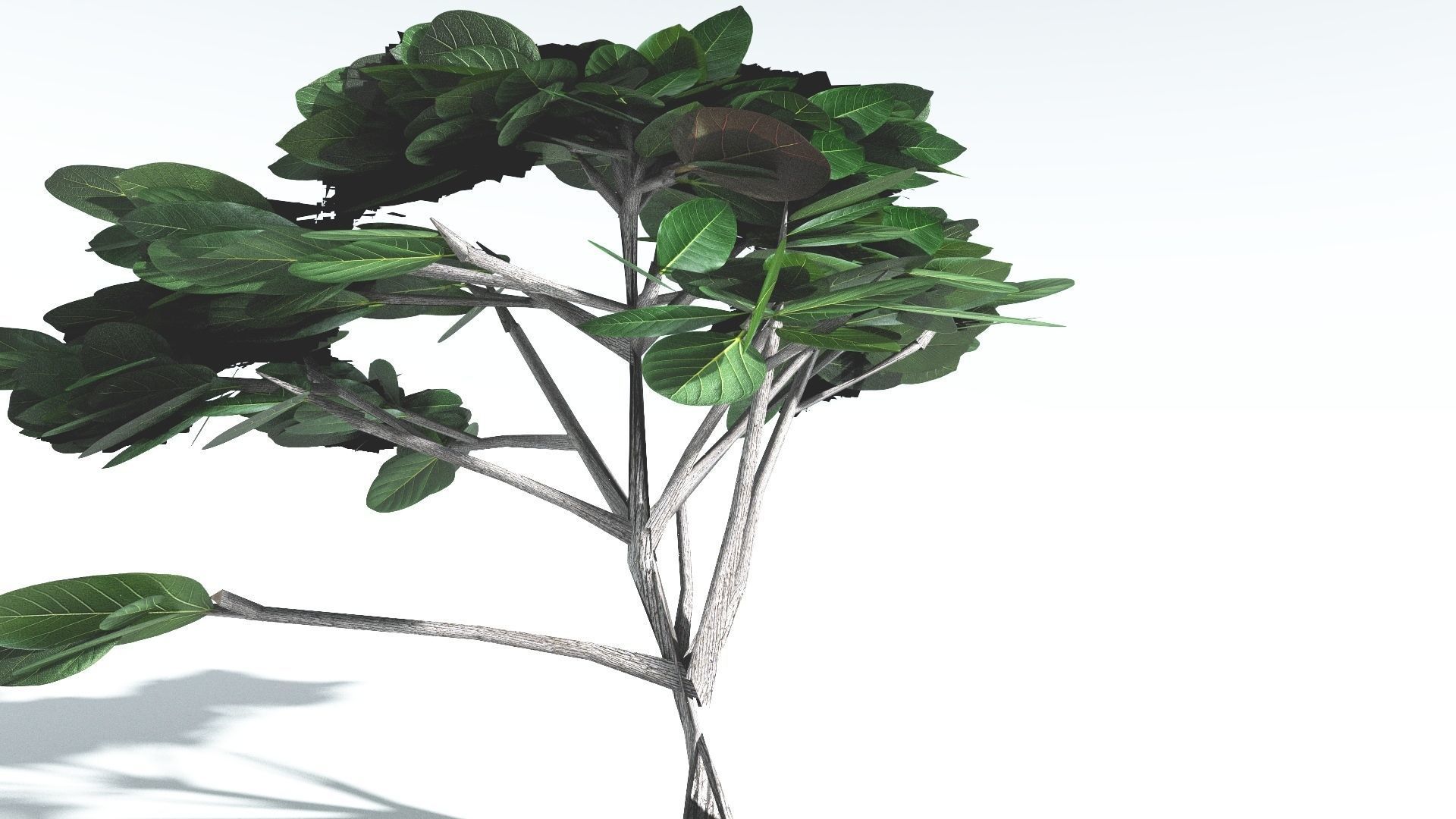 EVERYPlant Tree Heliotrope LowPoly 2 --14 Models-- Low-poly 3D model_26