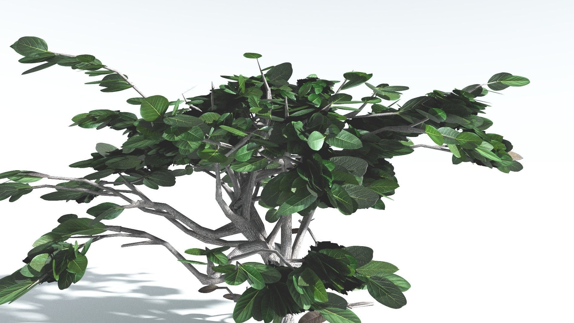 EVERYPlant Tree Heliotrope LowPoly 2 --14 Models-- Low-poly 3D model_24