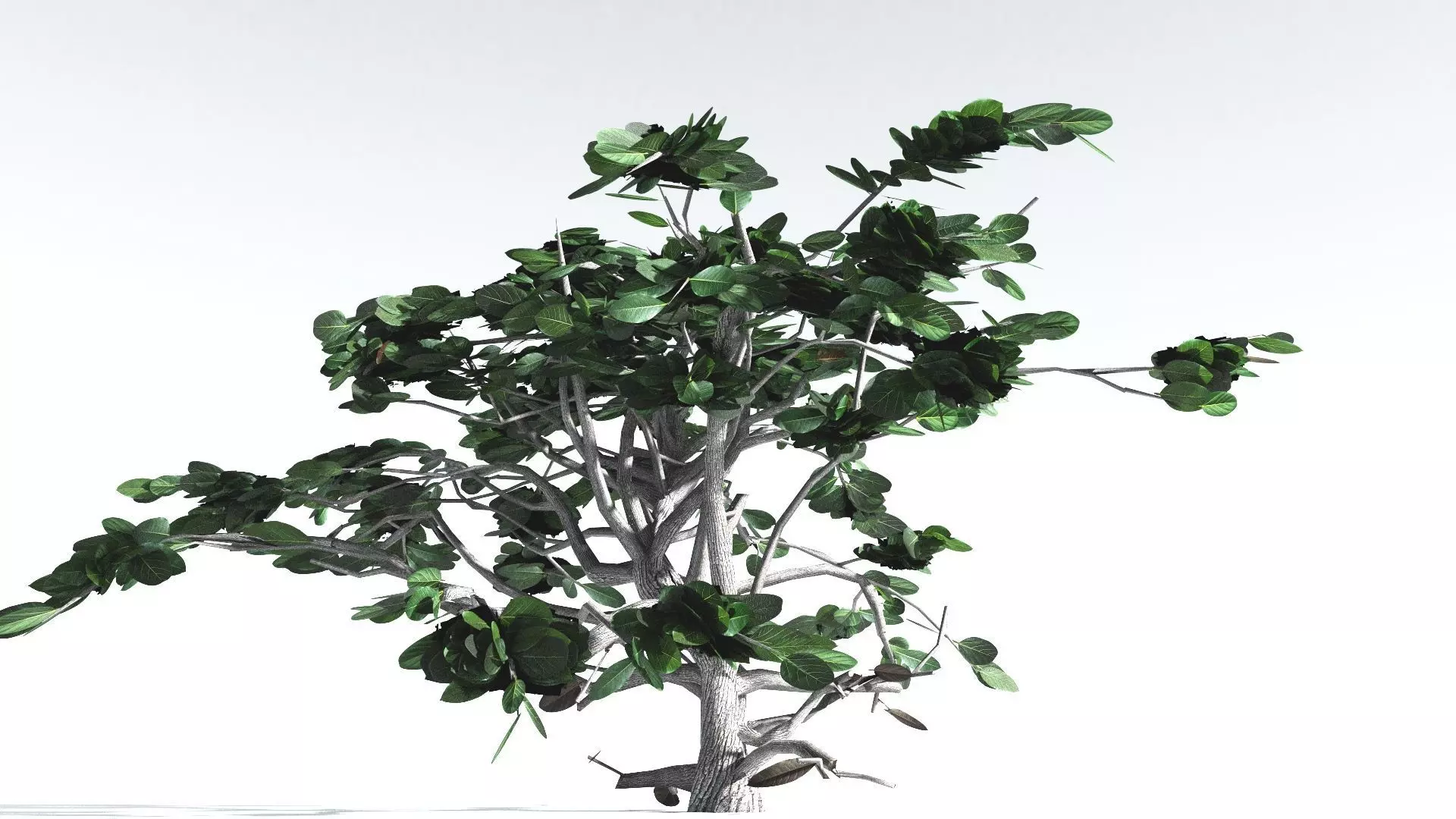 EVERYPlant Tree Heliotrope LowPoly 2 --14 Models-- Low-poly 3D model_0