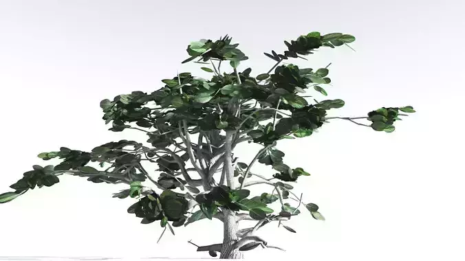 EVERYPlant Tree Heliotrope LowPoly 2 --14 Models--