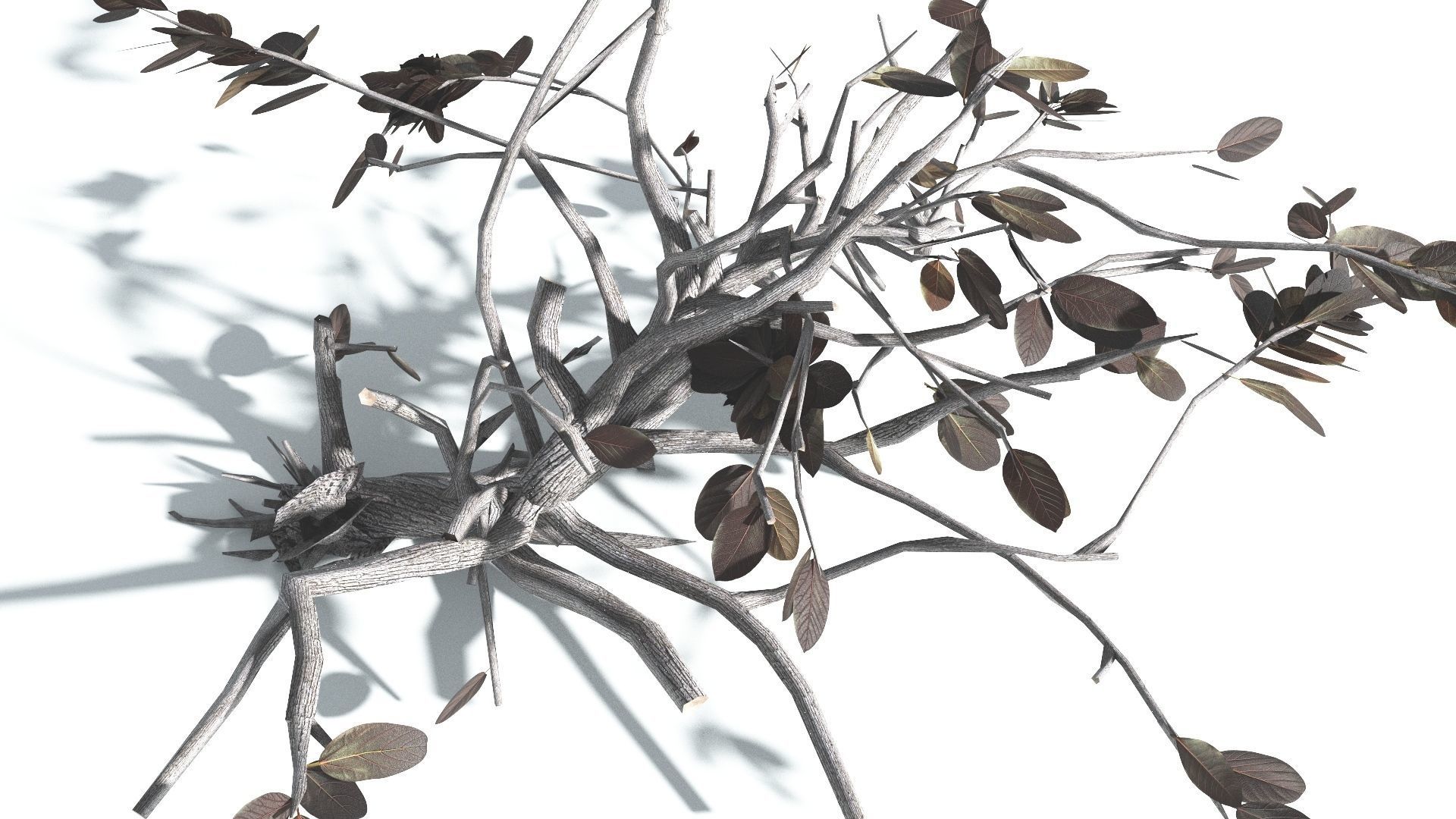 EVERYPlant Tree Heliotrope LowPoly 2 --14 Models-- Low-poly 3D model_20