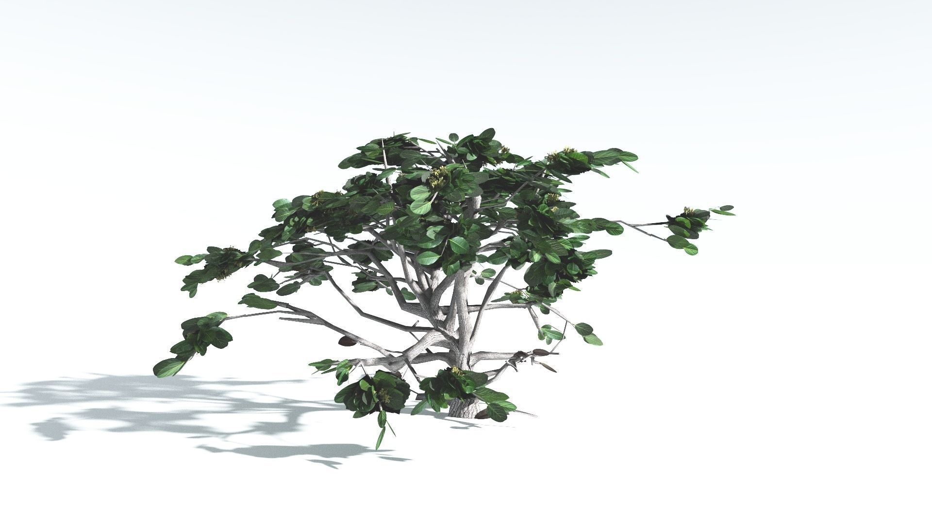EVERYPlant Tree Heliotrope LowPoly 2 --14 Models-- Low-poly 3D model_7