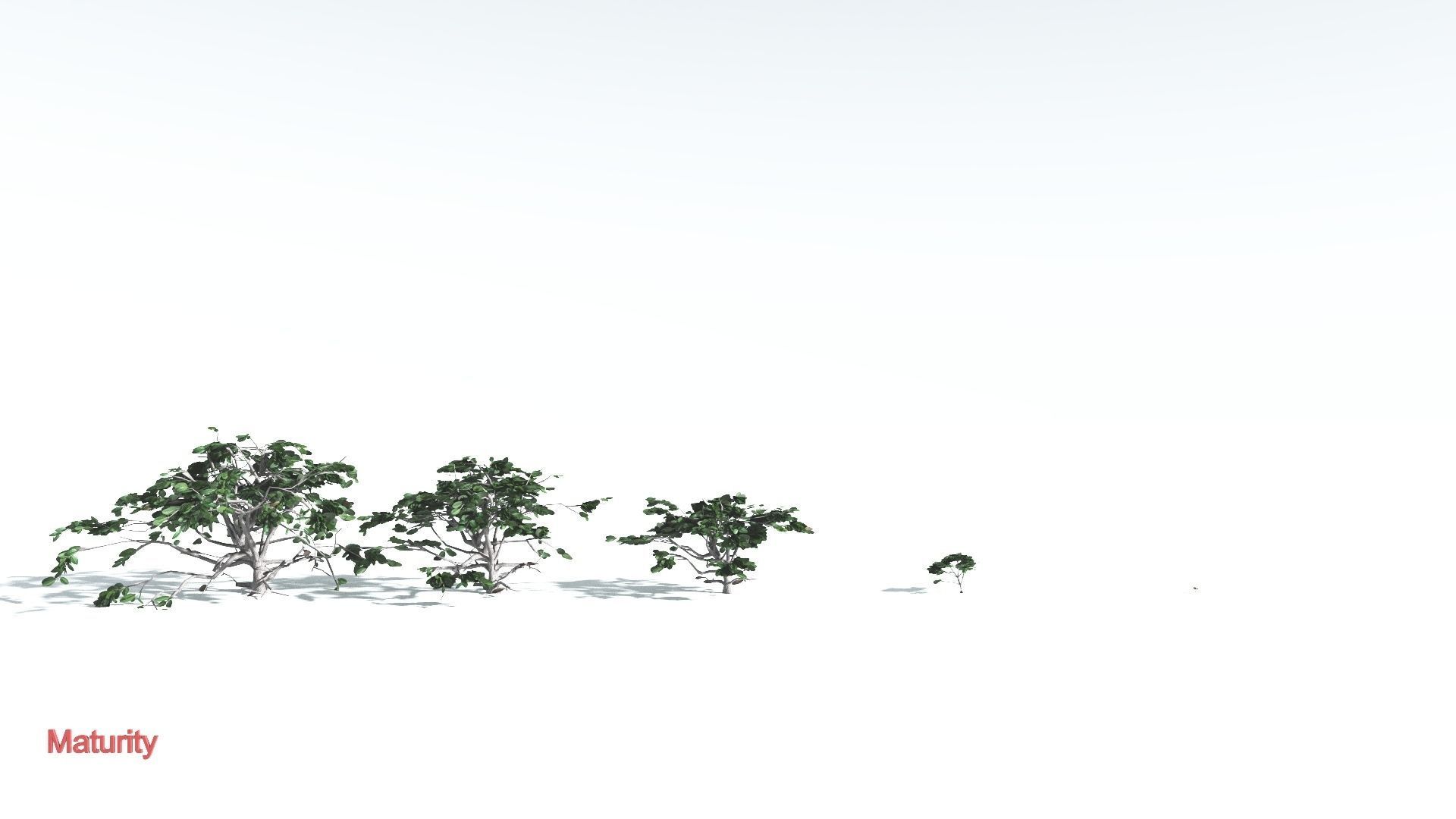 EVERYPlant Tree Heliotrope LowPoly 2 --14 Models-- Low-poly 3D model_3