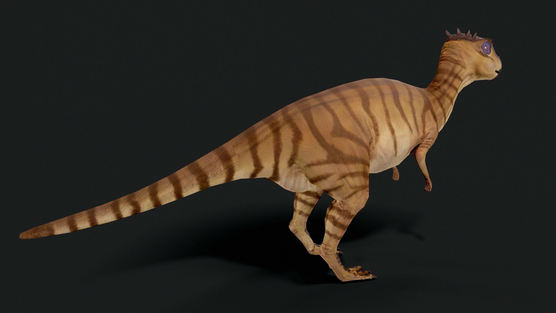 Dracorex Dinosaur Low Poly Low-poly 3D model_4