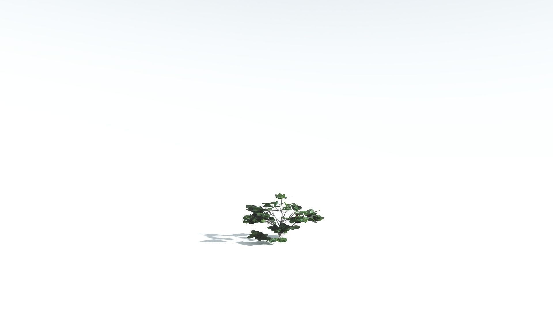 EVERYPlant Tree Heliotrope LowPoly 3 --14 Models-- Low-poly 3D model_25