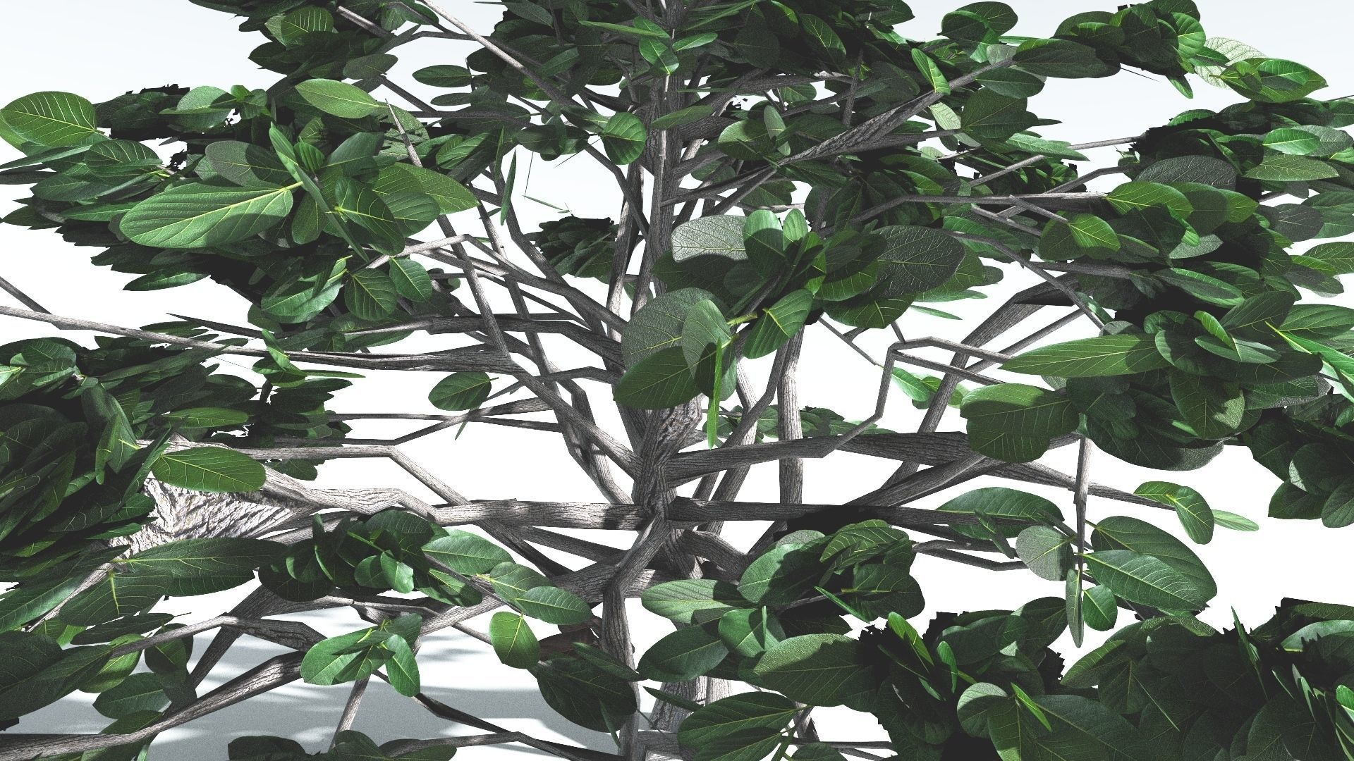 EVERYPlant Tree Heliotrope LowPoly 3 --14 Models-- Low-poly 3D model_12