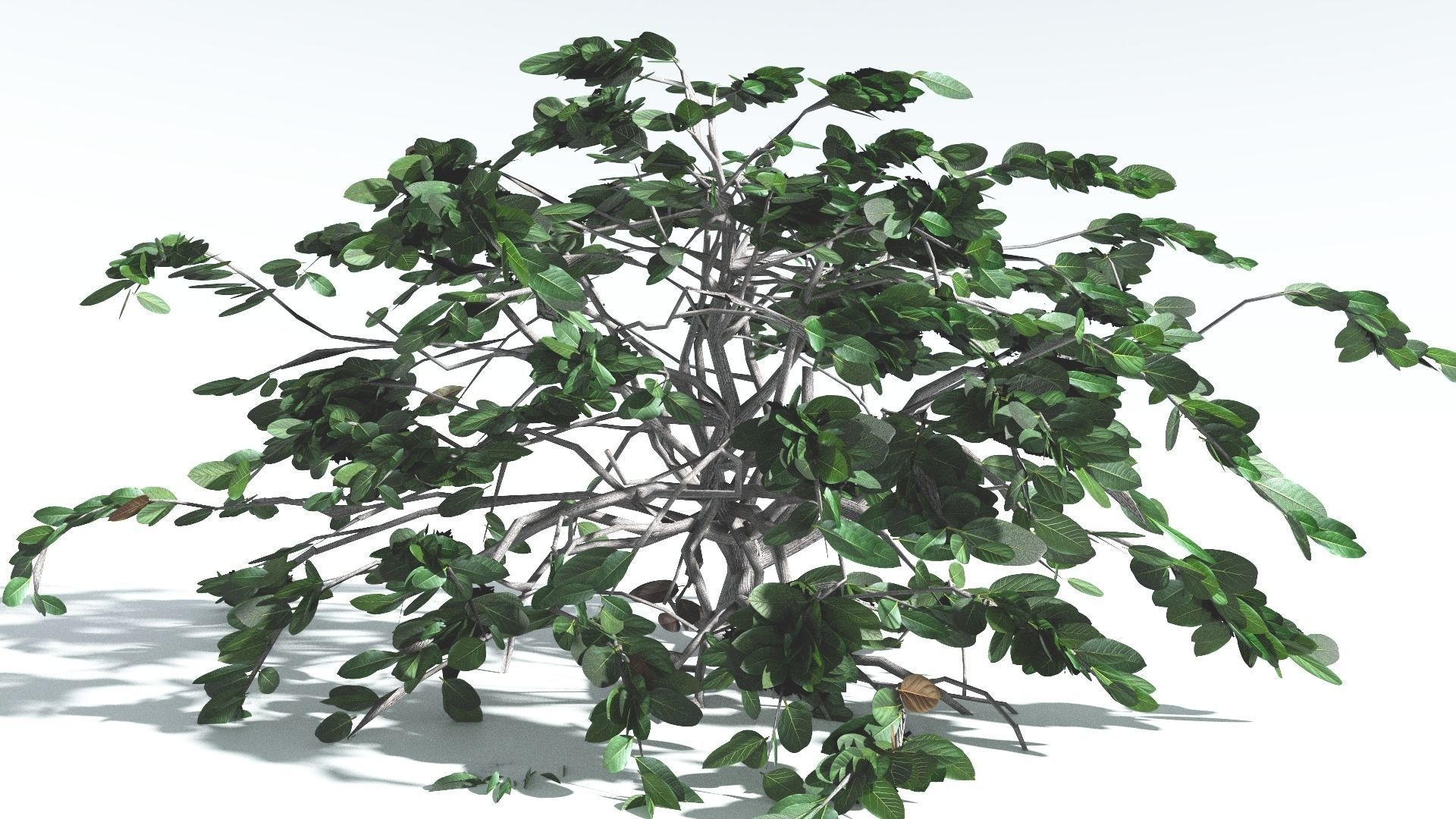 EVERYPlant Tree Heliotrope LowPoly 3 --14 Models-- Low-poly 3D model_21