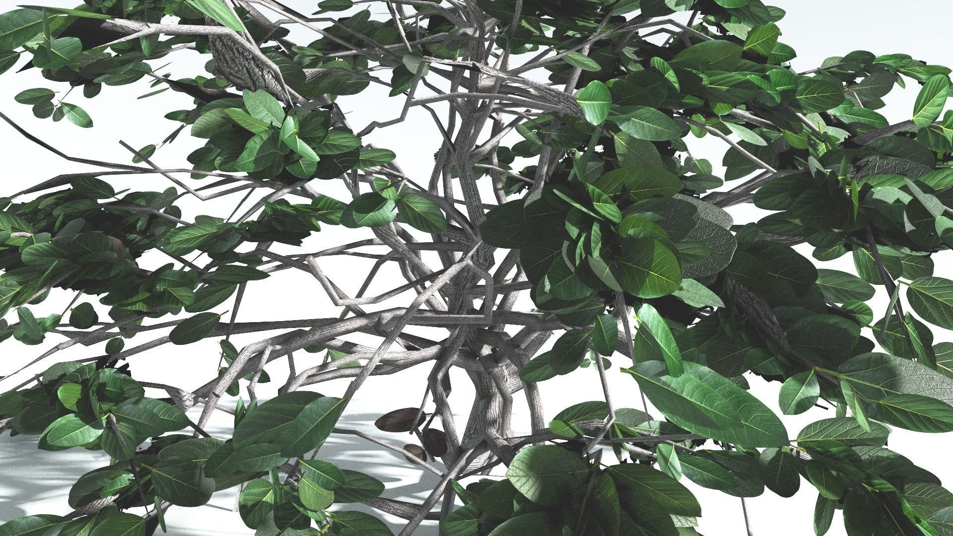 EVERYPlant Tree Heliotrope LowPoly 3 --14 Models-- Low-poly 3D model_22