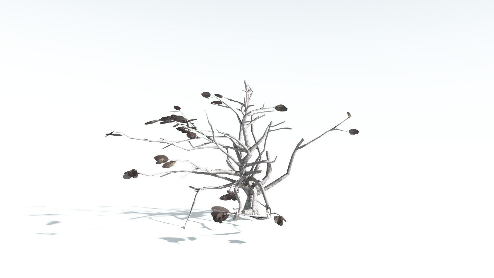 EVERYPlant Tree Heliotrope LowPoly 3 --14 Models-- Low-poly 3D model_17