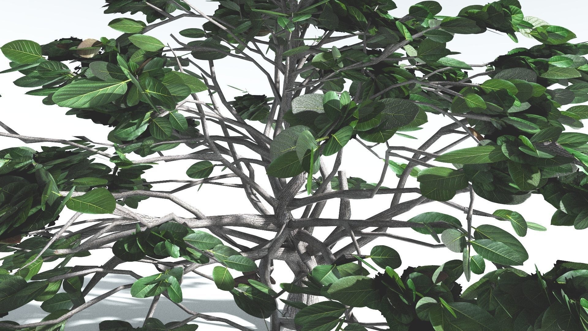 EVERYPlant Tree Heliotrope LowPoly 3 --14 Models-- Low-poly 3D model_32